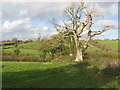 Prominent dead oak tree marking field boundary in BS39 5AJ