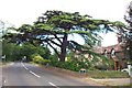 Cedar of the Lebanon on the road to Kingston St. Mary in TA2 8LD