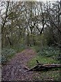 Willenhall Wood, footpath in CV3 3FP