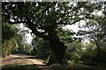 The Wotton Oak, Wotton House, Wotton Underwood in Wotton Underwood