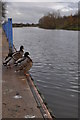 Pershore : River Avon & Ducks in WR10 3NS