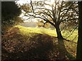 Field and tree, Dorney Wood in Burnham