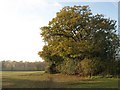 Oak tree by the path, west of Dorney Wood in Burnham