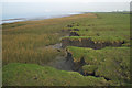 Lower step in saltmarsh, Littleton Warth in BS35 1NR