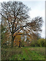Beech tree, Nork Park in SM7 1EP