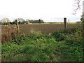 Field east of Black Drove, Fincham in PE33 9JZ