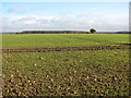 Cultivated field east of Black Drove in PE33 9ER