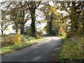 Autumnal trees growing beside Fincham Road, Crimplesham in PE33 9EA
