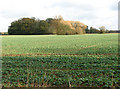 Copse in field east of Fincham Road, Crimplesham in PE33 9EA