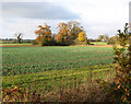 Autumnal trees on field boundary beside Fincham Road, Crimplesham in PE33 9EA
