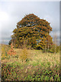 Autumnal trees beside the A134 road, Crimplesham in PE33 9EB