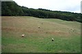 Sheep and Buncombe Wood in TA5 1AX