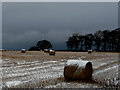 Snowy bales near Balaldie in IV20 1TN