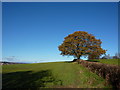 Oak tree in farmland in Pilsley