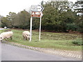Sows at Long Cross, New Forest in SO43 7JG