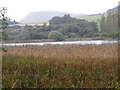 Reeds by the Round Loch in DD2 5PA