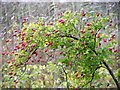 Rose-hips, Round Loch in DD2 5PA