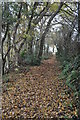 East Devon : Leafy Path in EX14 3BH
