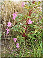 Himalayan Balsam near Dronley Burn in DD3 0QH