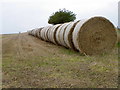 Big bales, Balgownie in DD8 1SF