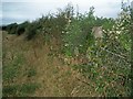 Triangulation pillar in hedgerow on Little Mutton Hill. in SA72 4SR