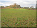 Meadow near Bredenbury in HR7 4TF