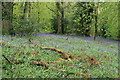 Bluebells, Nower Wood in KT18 6PN