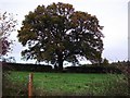 Grand old tree at the top of Path Hill in RG8 7PN