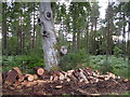 Cut Wood in Belladrum Forest in IV4 7BA