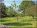 Orchard at Chapel Farm, Harwood Dale in Harwood Dale