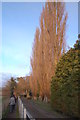 Poplars by the Thames Path in RG9 3BY
