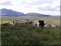 Cattle Grassing on a Hillock above Drynoch in IV47 8SX