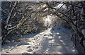 Reserve footpath under snow in S44 6BT