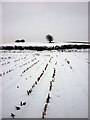 Wintry stubble field near Beetham in Beetham