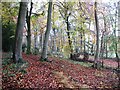 Longcroft Shaw woods in autumn in RG8 8RP