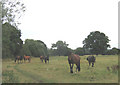 horses in a field in CM16 7HF