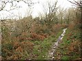 Footpath on Rickham Common in TQ8 8JL