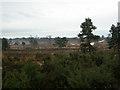 Lions Hill, heathland in BH24 2QT