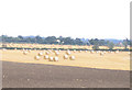 Straw bales, Piggotts Farm in CM16 7LS