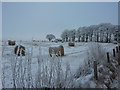 Bales near Balaldie in IV20 1TN