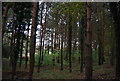 Conifers, Saxon Wood in TN33 0FW