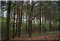 Conifers in Saxon Wood in TN33 0FW