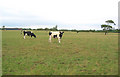 Cattle and sheep pasture by Dodcott Grange in SY13 4BQ