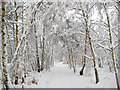 Birch corridor in the snow in PH8 0HX