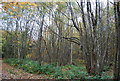 Coppiced trees, Powdermills Wood in TN33 9DT