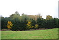 Conifer, Powdermills Wood in TN33 9DT