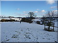 Sheep grazing in snow near Pontrobert in SY22 6HX