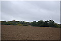 Woodland across a fallow field in TN5 6QS