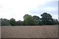 Trees in a fallow field in TN5 6QS