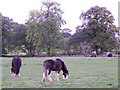 Clydesdale Horses, Penrith in CA11 8FF